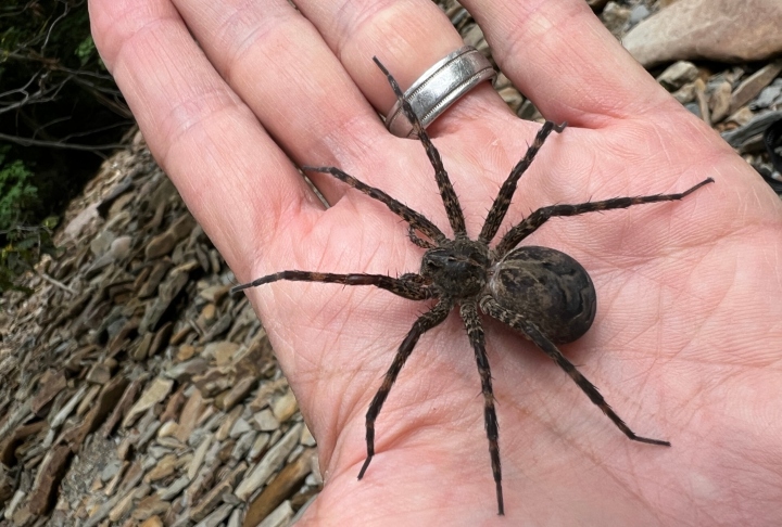 Striped Fishing Spider
